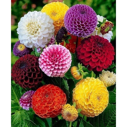 150 Bulbos de Dália Pom-Pom Cacto Rosa: Jardim Exuberante em 100 Dias!