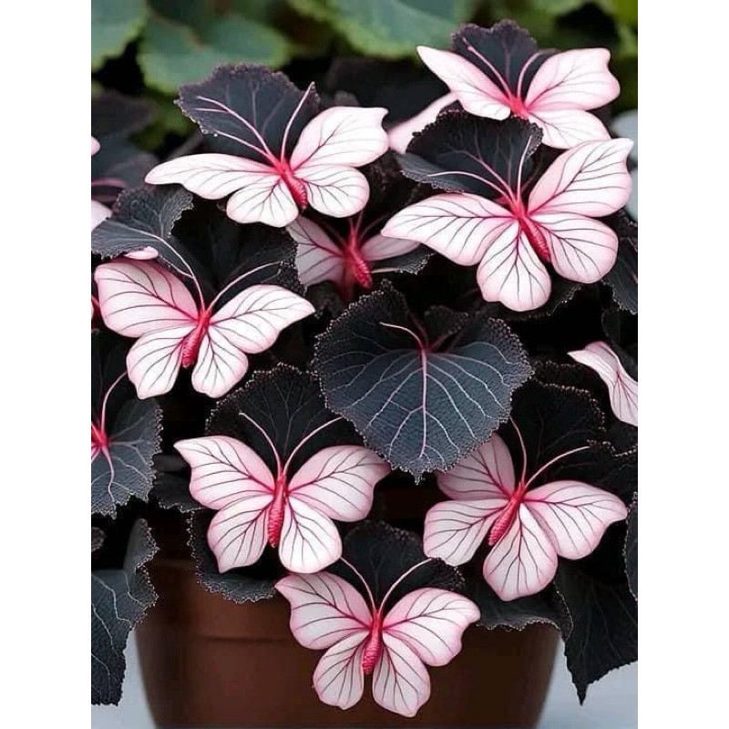 200 Sementes de Begônia Borboleta Buttlerpink Top