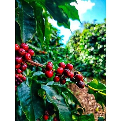 Café Especial Catuai Vermelho 1kg - Torra Média Vulcânica