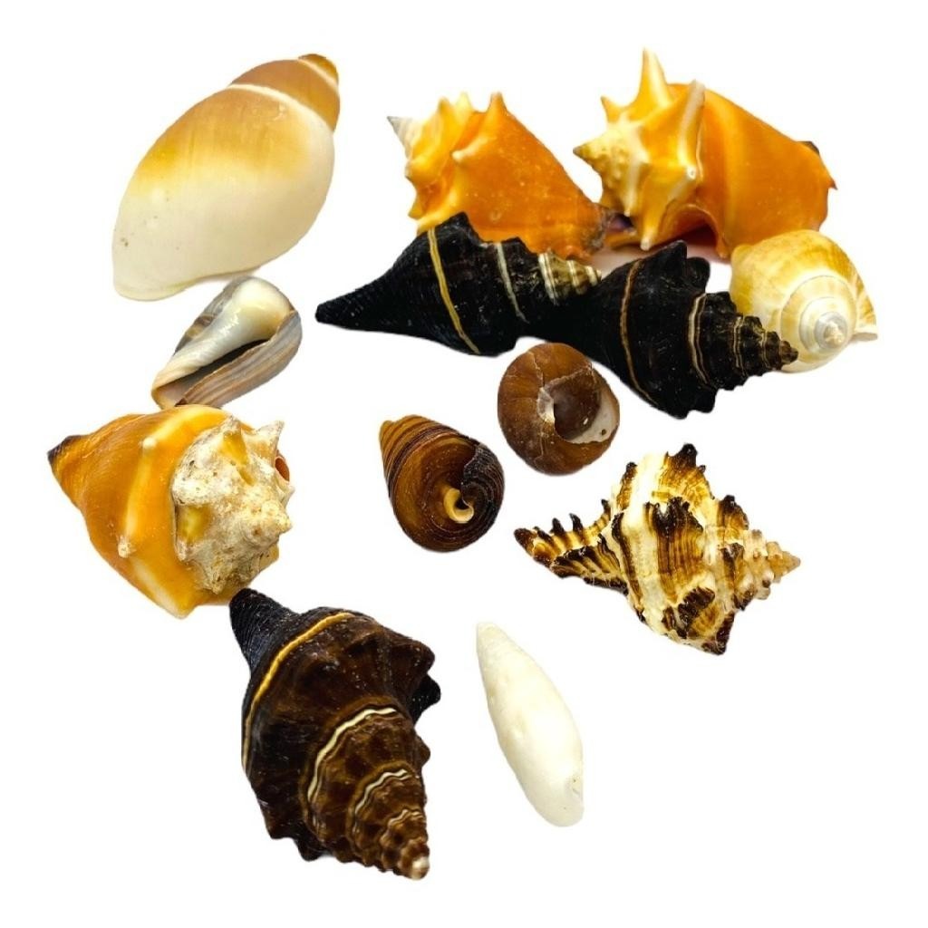 Conchas do Mar Naturais 360g – Decoração Encantadora