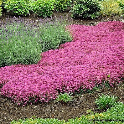 1000 Sementes Grama Roxa: Beleza e Resistência para seu Jardim