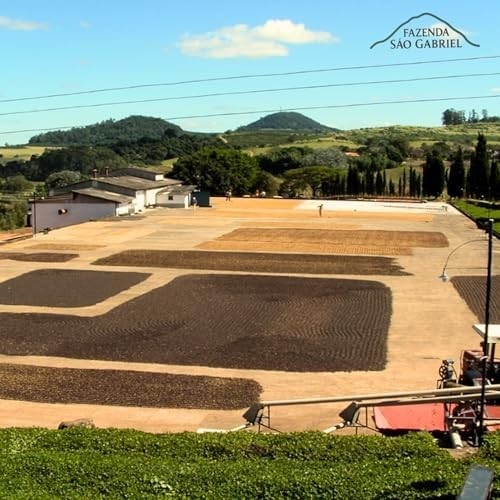 Café Especial Grãos 100% Arábica 500g Torra Média Premium Sabor Frutado com Corpo Cremoso, Notas de Chocolate e Caramelo – Variedade Catuaí Amarelo, Arara e Mundo Novo - Cultivo de Altitude Sul de Minas Guaxupé Fazenda São Gabriel
