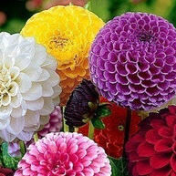150 Bulbos de Dália Pom-Pom Cacto Rosa: Jardim Exuberante em 100 Dias! - imagem 1