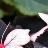 200 Sementes de Begônia Borboleta Buttlerpink Top - imagem 1
