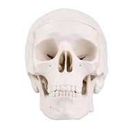 Minimodelo de Caveira Anatomica 3 Peças - Tamanho Pequeno para Ensino e Decoração Gótica - imagem 4