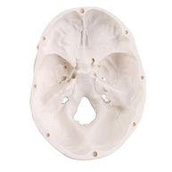 Minimodelo de Caveira Anatomica 3 Peças - Tamanho Pequeno para Ensino e Decoração Gótica - imagem 5