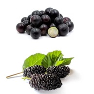 Kit com Mudas de Jabuticaba Híbrida + Amora Portuguesa - imagem 4