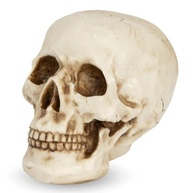 Caveira Crânio Tamanho Real em Resina - Decoração Anatomia Humana Realista para Halloween e Ambientes Temáticos - imagem 4