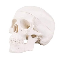 Minimodelo de Caveira Anatomica 3 Peças - Tamanho Pequeno para Ensino e Decoração Gótica - imagem 3