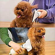 Secador 2 em 1 para Pets: Seca e Penteia em Um Só Aparelho! - imagem 2