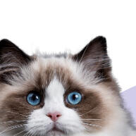 Arranhador Gato com Bolinha e Cama: Relaxamento e Diversão para Seu Pet - imagem 1