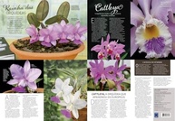 Pôster Orquídeas Catleias: Arte Botânica Exclusiva 50x70cm - imagem 5