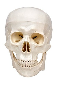 Crânio Humano Anatomia Didática em 5 Partes - Estudo Avançado - imagem 2