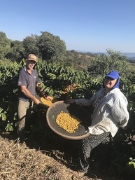 Café Especial 250g (87 pontos) Produzido em família - Café Birro/Em grãos - imagem 4