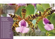 Mestre das Orquídeas: Cattleya Brasileiras - Descubra a Beleza e o Cultivo Perfeito - imagem 5