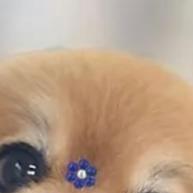 Gravatas Pet Smoking: Charme e Estilo para Seu Cão! - imagem 2