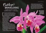Mestre das Orquídeas: Cattleya Brasileiras - Descubra a Beleza e o Cultivo Perfeito - imagem 4
