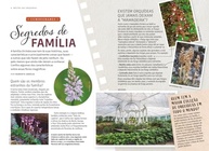 Mestre das Orquídeas Vol. 17: Guia Completo de Micro-Orquídeas Brasileiras - imagem 4