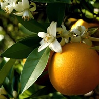 Água de Flor de Laranjeira 250ml Importada do Líbano - Culinária e Cosmética - imagem 2