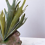 Suculenta Chifre de Veado: Decoração Moderna com Toque Natural - imagem 2