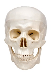 Crânio Humano Anatomia Didática em 5 Partes - Estudo Avançado - imagem 1