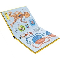 Combo Livros com Abas: Explore o Espaço e o Corpo Humano com Crianças - imagem 5