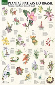 Superpôster: As Mais Belas Flores Nativas do Brasil - Arte Exclusiva 92x60cm - imagem 3