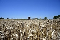 Farinha 0 Caputo Manitoba Fortíssima 1kg - imagem 2