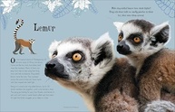 Enciclopédia de Animais Fascinantes: Um Guia Ilustrado para Crianças Curiosas - imagem 4