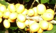 Kit Café Especial Em Grãos, 3 Sabores, 3 Pct De 200g - imagem 3