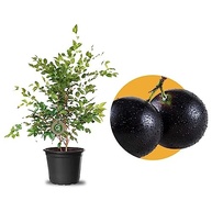 Kit com Mudas de Jabuticaba Híbrida + Amora Portuguesa - imagem 3