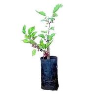 Kit com Mudas de Jabuticaba Híbrida + Amora Portuguesa - imagem 2