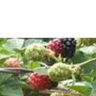 Sementes Amora Gigante: Frutos Maiores Já! - imagem 2