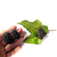 Kit com Mudas de Jabuticaba Híbrida + Amora Portuguesa - imagem 1