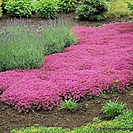 1000 Sementes Grama Roxa: Beleza e Resistência para seu Jardim - imagem 1