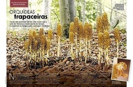 Revista Natureza Edição 427: Jardins Portáteis e Segredos da Flora - imagem 3