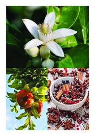 A Magia das Folhas: Guia Completo de 365 Plantas e Seus Poderes Mágicos - imagem 4