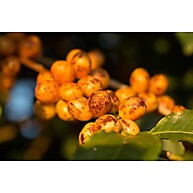 Café Dupan Grãos Torra Média 250g: Frescor e Aroma - imagem 2