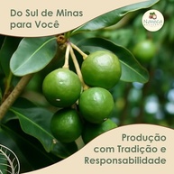 Noz Macadâmia Premium Selecionada 1kg Sem Sal - Snack Saudável Fonte de Gorduras Boas Sem Glúten Castanha Crocante Brasil Nuts Sabor Natural Rico em Nutrientes - imagem 4