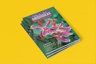 Mestre das Orquídeas: Cattleya Brasileiras - Descubra a Beleza e o Cultivo Perfeito - imagem 3