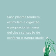 Chá Iamaní Bons Sonhos Camomila Calmante Melissa Orgânicos - imagem 2