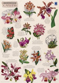 Pôster Orquídeas Catleias: Arte Botânica Exclusiva 50x70cm - imagem 3