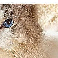 Pá de Limpeza para Areia de Répteis e Gatos – Aço Inoxidável e Durável - imagem 1