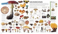 Picturepedia, 2ª Edição: A Enciclopédia Visual Definitiva para Curiosos - imagem 4