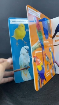 Minha Primeira Enciclopédia de Animais: Um Mundo de Pássaros para Pequenos Exploradores - imagem 4