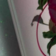 Espuma Facial Rosa Mosqueta Phallebeauty: Limpeza e Hidratação em 1 Passo - imagem 2