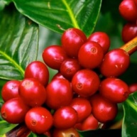 Kit Café Especial Em Grãos, 3 Sabores, 3 Pct De 200g - imagem 2