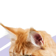 Arranhador Gato com Bolinha e Cama: Relaxamento e Diversão para Seu Pet - imagem 2