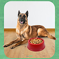 KIT 5 Comedouros 1850ml para Cães de Grande Porte - imagem 1