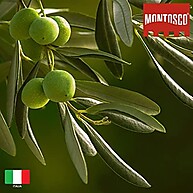 Azeite Trufado Montosco 125ml: Sabor Premium - imagem 2